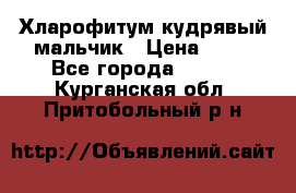 Хларофитум кудрявый мальчик › Цена ­ 30 - Все города  »    . Курганская обл.,Притобольный р-н